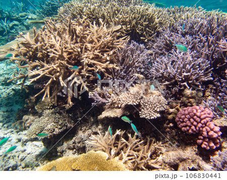 八重干瀬の美しいサンゴ礁 106830441