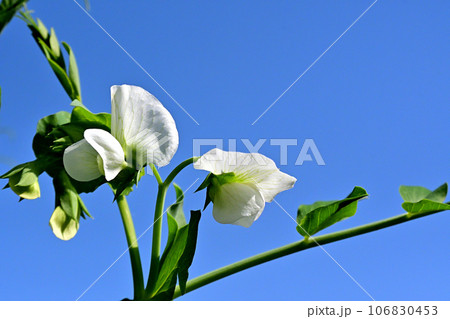 土手の家庭菜園でえんどう豆の白い花が咲いていた 106830453