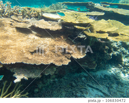 八重干瀬の美しいサンゴ礁 106830472