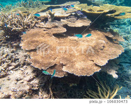 八重干瀬の美しいサンゴ礁 八重干瀬の美しいサンゴ礁 106830473