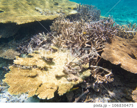 八重干瀬の美しいサンゴ礁 106830475