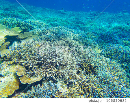 八重干瀬の美しいサンゴ礁 106830682