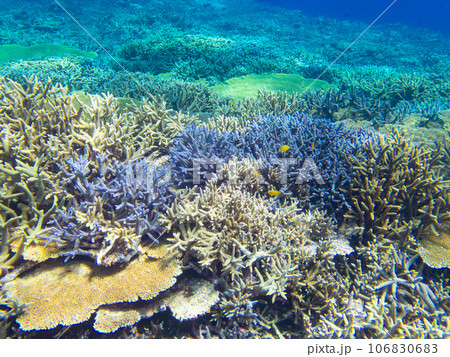 八重干瀬の美しいサンゴ礁 106830683