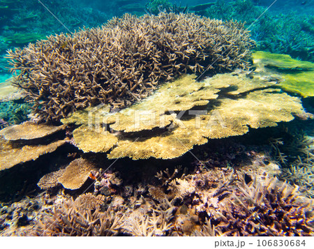 八重干瀬の美しいサンゴ礁 106830684