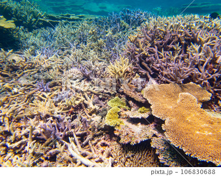 八重干瀬の美しいサンゴ礁 106830688