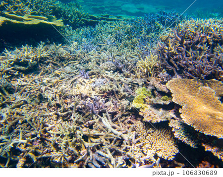 八重干瀬の美しいサンゴ礁 106830689