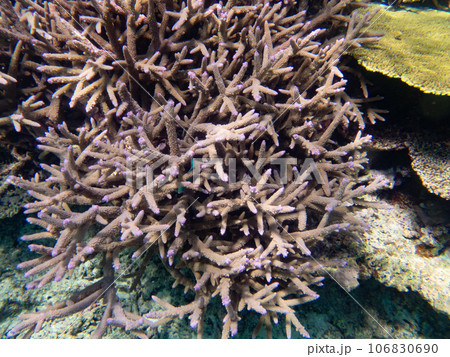 八重干瀬の美しいサンゴ礁 106830690