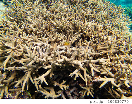 沖縄の枝サンゴ礁 106830779