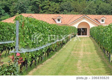 9月の安曇野ワイナリー 106830820