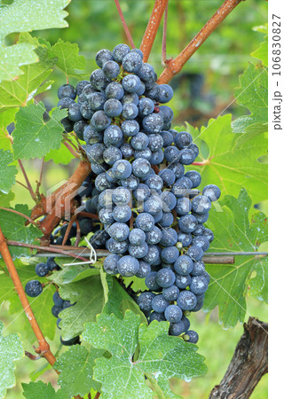 ワイン用ブドウ カベルネ・ソーヴィニヨン ワイン用ブドウ カベルネ・ソーヴィニヨン 106830827