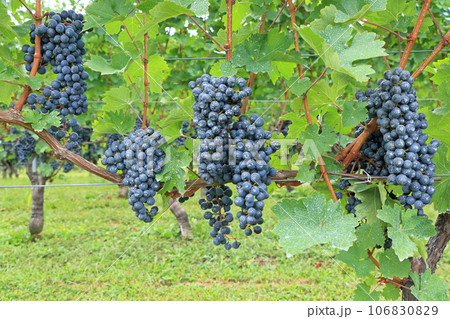 ワイン用ブドウ カベルネ・ソーヴィニヨン ワイン用ブドウ カベルネ・ソーヴィニヨン 106830829