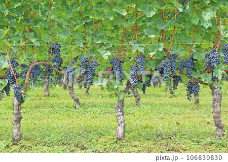 ワイン用ブドウ　カベルネ・ソーヴィニヨン 106830830