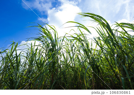 沖縄の青空とさとうきび畑 沖縄の青空とさとうきび畑 106830861