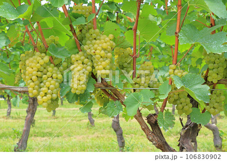 ワイン用ブドウ　シャルドネ 106830902