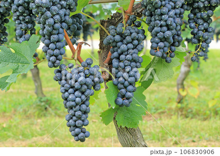 ワイン用ブドウ メルロー ワイン用ブドウ メルロー 106830906