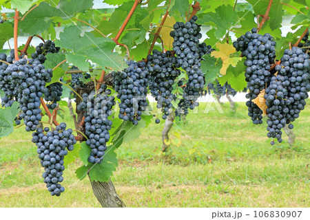 ワイン用ブドウ メルロー ワイン用ブドウ メルロー 106830907