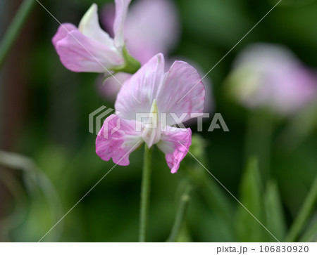 スイートピー スイートピー 106830920