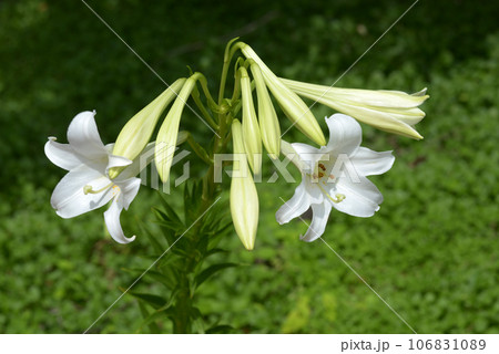 テッポウユリ テッポウユリ 106831089