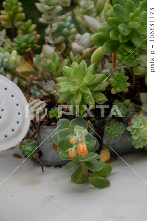 オレンジ色の花を付けた多肉植物 106831173