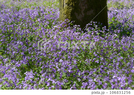森の花園 ショカツサイ 森の花園 ショカツサイ 106831256