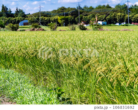 晩夏の農の景色 たわわに実った稲穂 晩夏の農の景色 たわわに実った稲穂 106831692