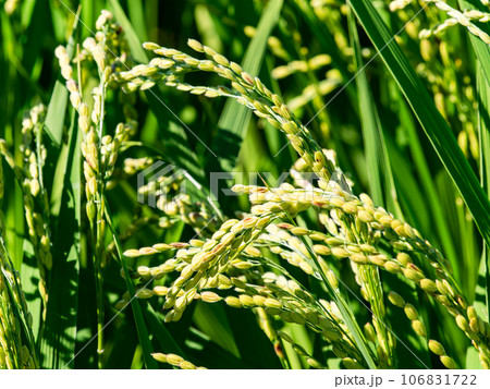 晩夏の農の景色 たわわに実った稲穂 クローズアップ 晩夏の農の景色 たわわに実った稲穂 クローズアップ 106831722