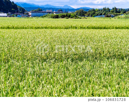 晩夏の農の景色 たわわに実った稲穂 晩夏の農の景色 たわわに実った稲穂 106831728