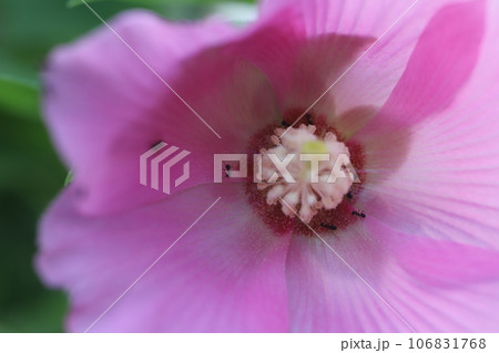 朝日を浴びて生き生きと開花した芙蓉の花 朝日を浴びて生き生きと開花した芙蓉の花 106831768