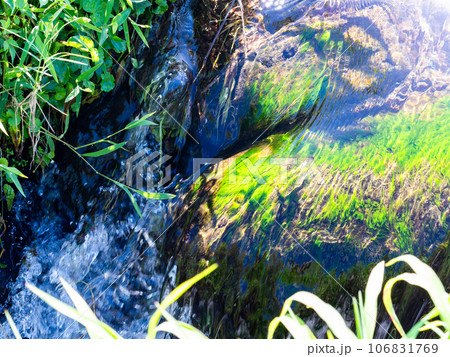 涼し気な夏の景色 田んぼの脇を流れる用水 涼し気な夏の景色 田んぼの脇を流れる用水 106831769