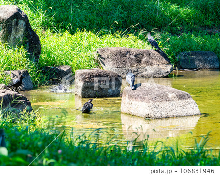 猛暑をしのぐカラスの行水 106831946