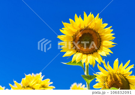 《東京都》満開のひまわり畑・清瀬ひまわりフェスティバル 《東京都》満開のひまわり畑・清瀬ひまわりフェスティバル 106832091