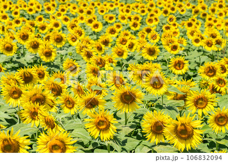 《東京都》満開のひまわり畑・清瀬ひまわりフェスティバル 《東京都》満開のひまわり畑・清瀬ひまわりフェスティバル 106832094