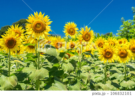 《東京都》満開のひまわり畑・清瀬ひまわりフェスティバル 106832101