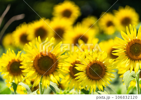 《東京都》満開のひまわり畑・清瀬ひまわりフェスティバル 《東京都》満開のひまわり畑・清瀬ひまわりフェスティバル 106832120