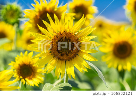 《東京都》満開のひまわり畑・清瀬ひまわりフェスティバル 106832121