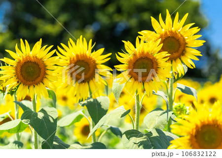 《東京都》満開のひまわり畑・清瀬ひまわりフェスティバル 106832122