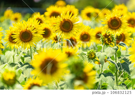 《東京都》満開のひまわり畑・清瀬ひまわりフェスティバル 106832125