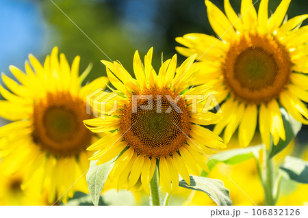 《東京都》満開のひまわり畑・清瀬ひまわりフェスティバル 106832126