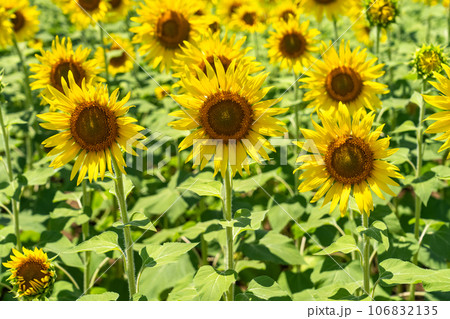 《東京都》満開のひまわり畑・清瀬ひまわりフェスティバル 106832135