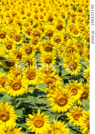 《東京都》満開のひまわり畑・清瀬ひまわりフェスティバル 106832140