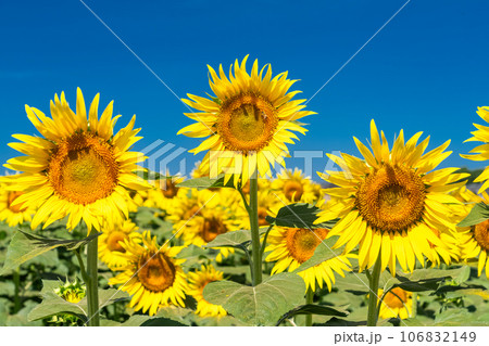 《東京都》満開のひまわり畑・清瀬ひまわりフェスティバル 《東京都》満開のひまわり畑・清瀬ひまわりフェスティバル 106832149