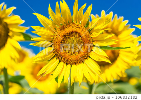 《東京都》満開のひまわり畑・清瀬ひまわりフェスティバル 106832182