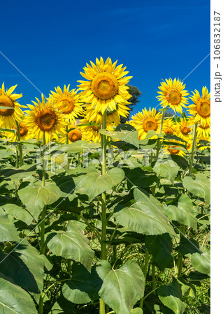 《東京都》満開のひまわり畑・清瀬ひまわりフェスティバル 《東京都》満開のひまわり畑・清瀬ひまわりフェスティバル 106832187
