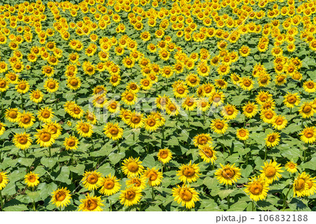 《東京都》満開のひまわり畑・清瀬ひまわりフェスティバル 《東京都》満開のひまわり畑・清瀬ひまわりフェスティバル 106832188