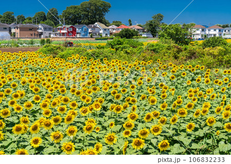 《東京都》満開のひまわり畑・清瀬ひまわりフェスティバル 106832233