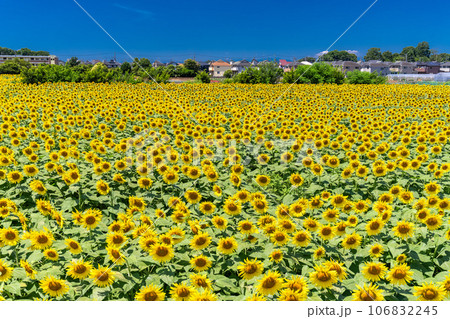 《東京都》満開のひまわり畑・清瀬ひまわりフェスティバル 106832245