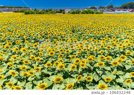 《東京都》満開のひまわり畑・清瀬ひまわりフェスティバル 106832246