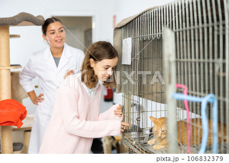Caring tween girl looking at red cat in cage in animal shelter Caring tween girl looking at red cat in cage in animal shelter 106832379