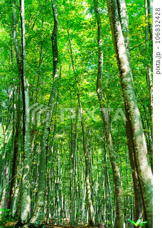 ブナ林から木漏れ日【新潟県十日町市・美人林】 106832428