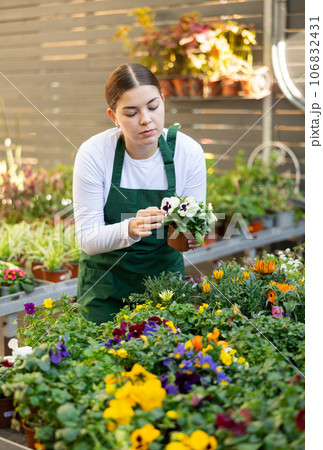 Woman seller holding violet wittrock in flower shop 106832431